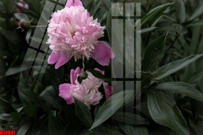 Tải file File tranh gốc in tranh tường nền tổng hợp H14941 (ảnh gốc) in tráng gương