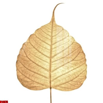 File ảnh File tranh gốc in tranh tường nền tổng hợp H14975 (gốc) dùng in Pano