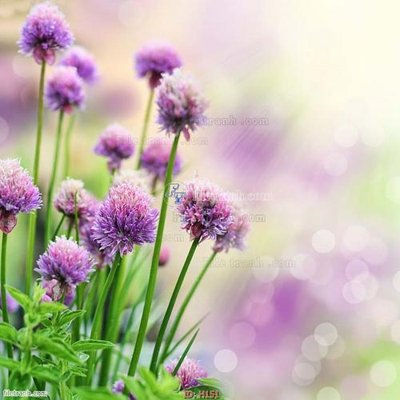 Mua file tranh gốc file tranh hoa H151 tại Filetranh.com