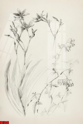 Download file File tranh gốc in tranh tường nền tổng hợp H15141 (gốc) in mica cao cấp