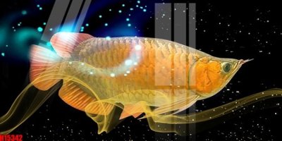 File PSD File tranh gốc in tranh tường nền tổng hợp H15342 (gốc) cho in quảng cáo