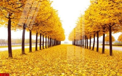 Download file ảnh gốc File tranh gốc in tranh tường nền tổng hợp H16152 để in ấn