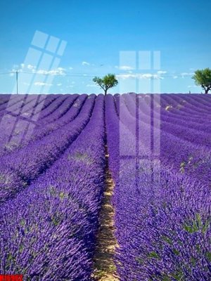 Download file gốc File tranh gốc in tranh tường nền tổng hợp H16962 (dùng cho in ấn)