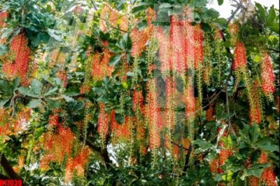 Download file gốc File tranh gốc in tranh tường nền tổng hợp H17039 (in mica) 3D