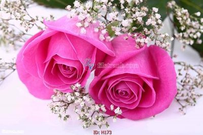 Tải file file tranh hoa H173 (gốc) in nhanh