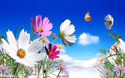 File in mica file tranh hoa H175 (bản gốc) làm vách ngăn