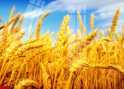 Download file File tranh gốc in tranh tường nền tổng hợp H19327 (gốc) in mica bàn thờ