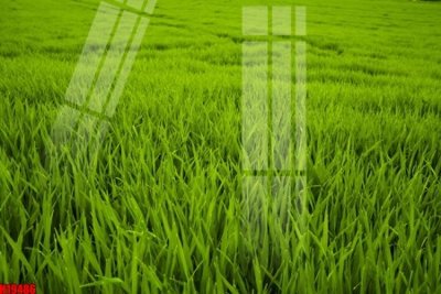 File tranh File tranh gốc in tranh tường nền tổng hợp H19486 (ảnh gốc) không bị mờ