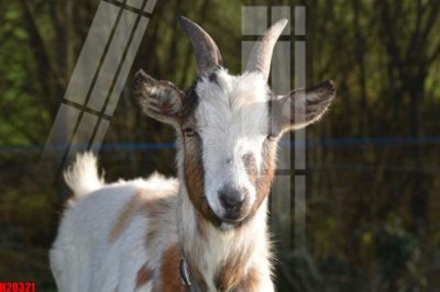 File tranh File tranh gốc in tranh tường nền tổng hợp H20321 (ảnh gốc) độc quyền