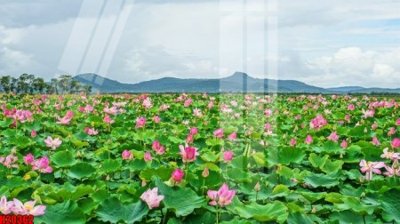 File in ấn File tranh gốc in tranh tường nền tổng hợp H20362 chuyên nghiệp