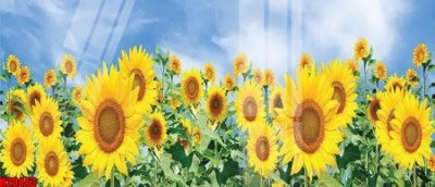 File tranh gốc File tranh gốc in tranh tường nền tổng hợp H20443 (bản đẹp) độc quyền