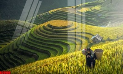 File ảnh File tranh gốc in tranh tường nền tổng hợp H20908 (gốc) in biển hiệu