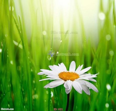 File in trần file tranh hoa H21 (file gốc) xuyên sáng