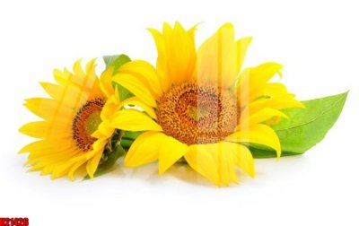 File tranh in trần File tranh gốc in tranh tường nền tổng hợp H21426 (ảnh gốc siêu nét)