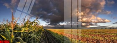 File gốc File tranh gốc in tranh tường nền tổng hợp H21953 (in mica) làm quà tặng