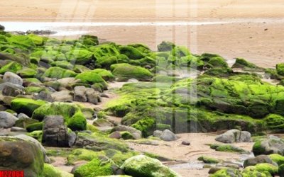 File gốc in ấn File tranh gốc in tranh tường nền tổng hợp H22064 độ phân giải cao