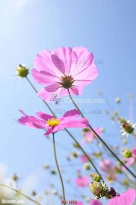 File PSD file tranh hoa H26 (chất lượng in ấn)