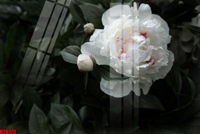 Tải file File tranh gốc in tranh tường nền tổng hợp H28723 (gốc) làm tranh treo tường