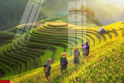 File in mica File tranh gốc in tranh tường nền tổng hợp H28769 (bản gốc) làm vách ngăn