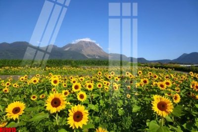 Tệp tin gốc File tranh gốc in tranh tường nền tổng hợp H29015 (dùng cho in) File tranh gốc in tranh tường nền tổng hợp H29015