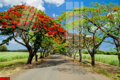 File tranh File tranh gốc in tranh tường nền tổng hợp H29522 (gốc) chủ đề thiên nhiên