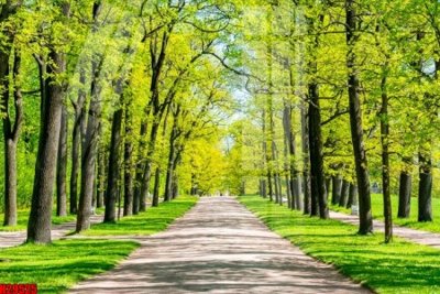 File tranh File tranh gốc in tranh tường nền tổng hợp H29525 (bản gốc) in lụa 5D