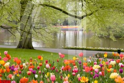 File in trần File tranh gốc in tranh tường nền tổng hợp H29568 (bản gốc) phong cảnh