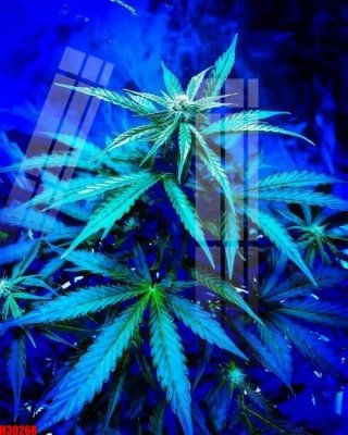 File in ấn File tranh gốc in tranh tường nền tổng hợp H30268 (bản gốc) cao cấp