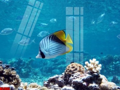 File gốc File tranh gốc in tranh tường nền tổng hợp H31953 (cho in ấn) độc quyền