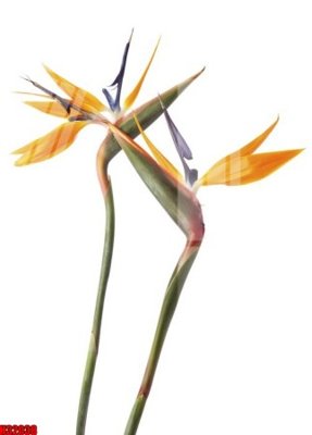 File PSD File tranh gốc in tranh tường nền tổng hợp H32038 (bản gốc) dễ dàng edit