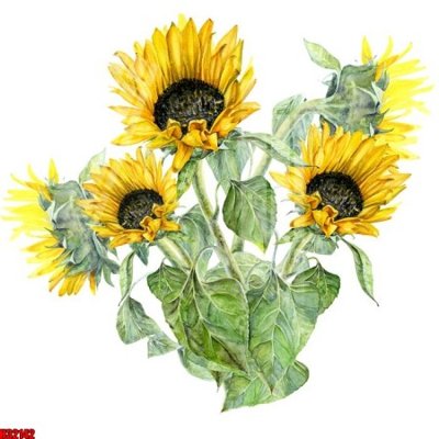 File tranh File tranh gốc in tranh tường nền tổng hợp H32142 (ảnh gốc) không bị mờ