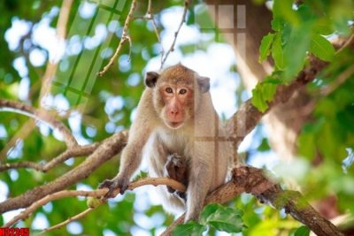 File tranh quảng cáo File tranh gốc in tranh tường nền tổng hợp H32245 (file gốc) chuyên nghiệp