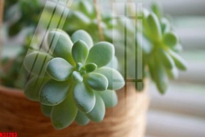 File gốc File tranh gốc in tranh tường nền tổng hợp H32263 (in 3D) nghệ thuật