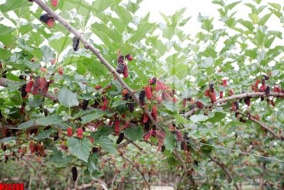 Download file ảnh gốc File tranh gốc in tranh tường nền tổng hợp H32268 để in ấn