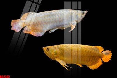 File tranh File tranh gốc in tranh tường nền tổng hợp H32302 (bản gốc) trang trí văn phòng