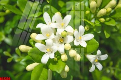 File PSD File tranh gốc in tranh tường nền tổng hợp H32356 (nguyên gốc) chất lượng cao