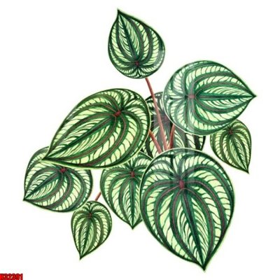 File tranh File tranh gốc in tranh tường nền tổng hợp H32391 (ảnh gốc) chi tiết rõ ràng