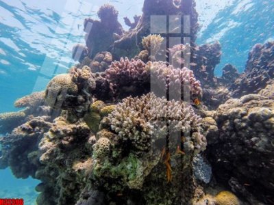 File gốc File tranh gốc in tranh tường nền tổng hợp H32396 (in ấn) không giới hạn