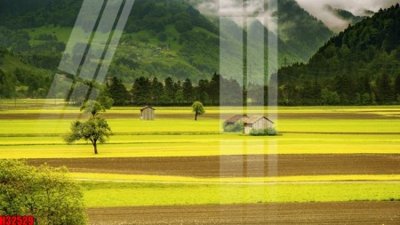 Tải file File tranh gốc in tranh tường nền tổng hợp H32529 (gốc) chủ đề hoa sen