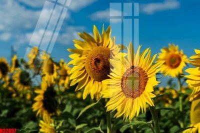 File in trần File tranh gốc in tranh tường nền tổng hợp H32857 (file gốc) phong thủy