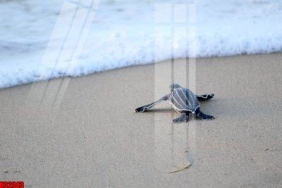 File ảnh File tranh gốc in tranh tường nền tổng hợp H32943 (gốc) in quảng cáo ngoài trời