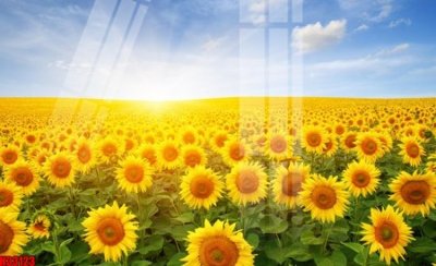 File gốc in ấn File tranh gốc in tranh tường nền tổng hợp H33123 (sẵn sàng tải về)