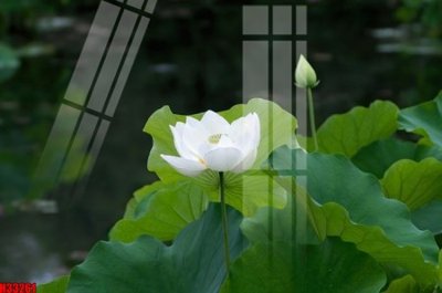 File tranh gốc File tranh gốc in tranh tường nền tổng hợp H33261 (bản đẹp) độc quyền