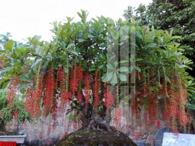 File in trần File tranh gốc in tranh tường nền tổng hợp H33322 (file gốc) xuyên sáng