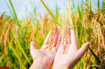 Tải file gốc in lụa File tranh gốc in tranh tường nền tổng hợp H33534 siêu nét