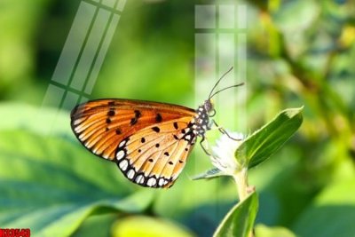 Download file gốc File tranh gốc in tranh tường nền tổng hợp H33543 (in mica) trang trí