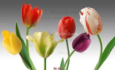 File PSD file tranh hoa H34 (chất lượng in ấn)