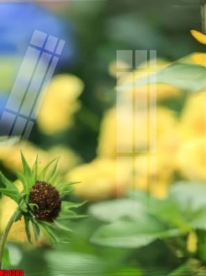 Tải file File tranh gốc in tranh tường nền tổng hợp H34303 (gốc) in nhanh