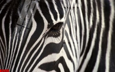 File tranh File tranh gốc in tranh tường nền tổng hợp H34749 (file gốc) chuẩn màu in