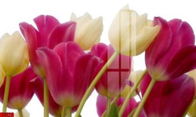 File in ấn File tranh decor tranh bộ treo tường tổng hợp H3526 (bản gốc) sắc nét